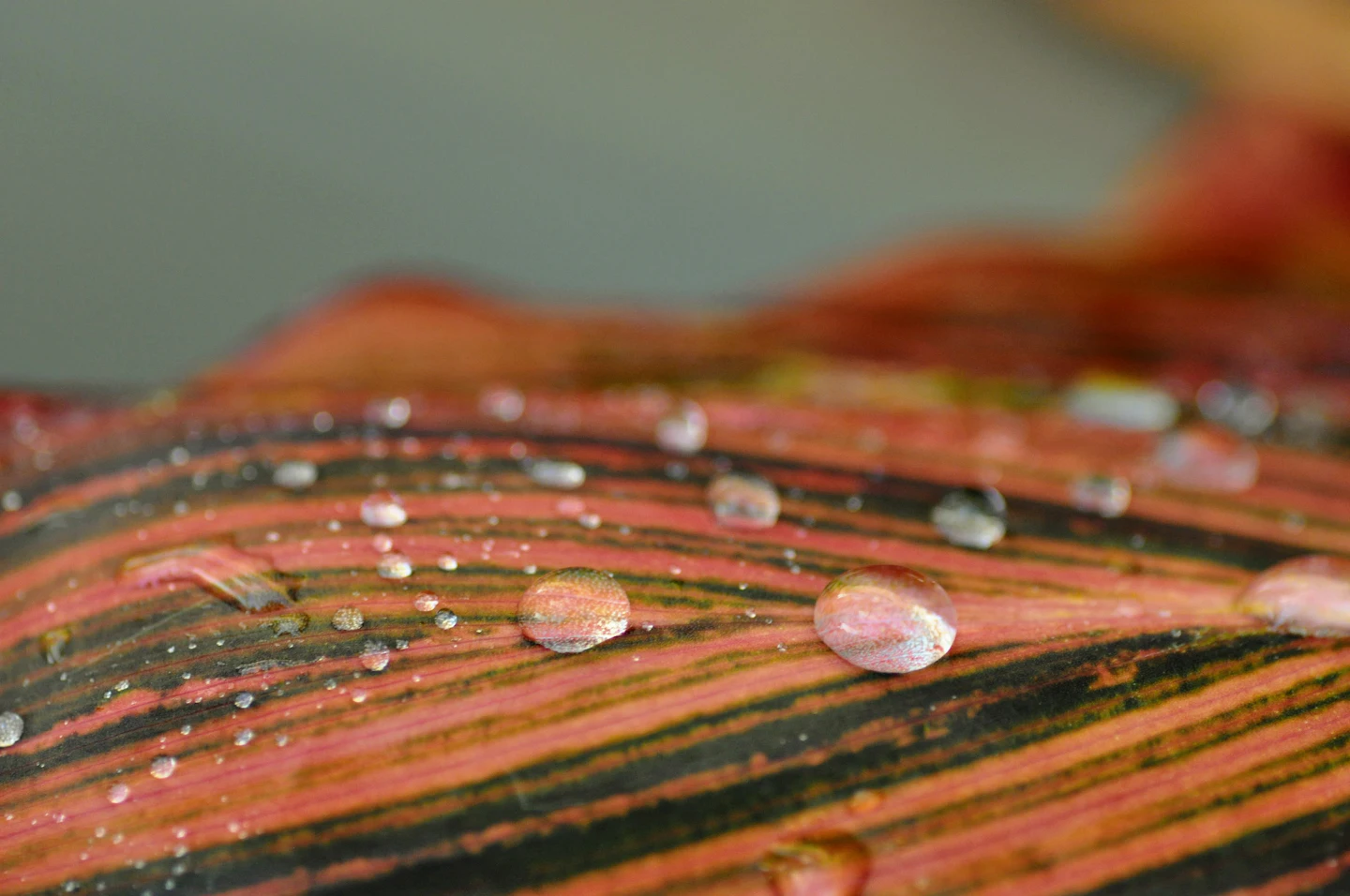 Macro photo of water droplets on a leaf — enhanced result